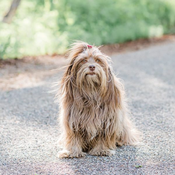 Chobe the greeter